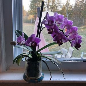 Meet your Posher, Nunu